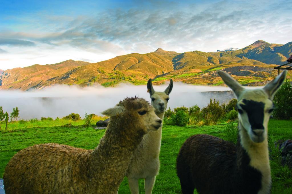 Las Casitas, A Belmond Hotel, Colca Canyon Yanque Dış mekan fotoğraf
